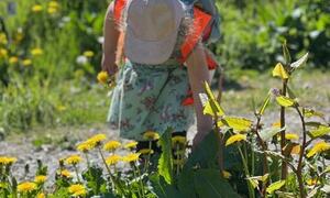 Barn plukker blomster - foto: Inger Lise H. Askildsen