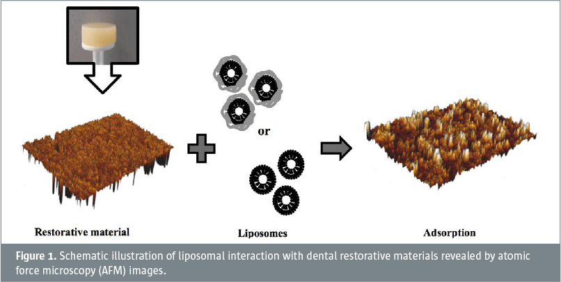 Interactions of liposomes with dental materials