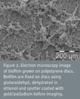 Techniques for studying biofilm