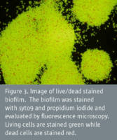 Techniques for studying biofilm