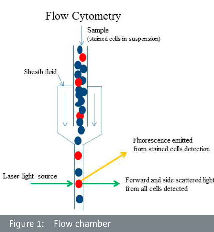 Flow cytometry
