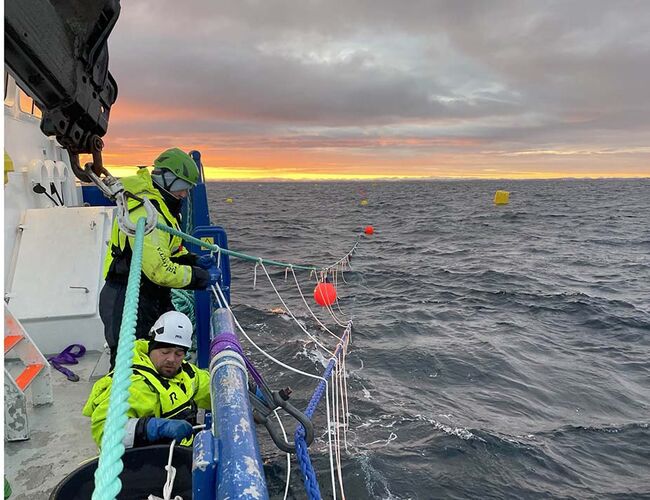 Et nytt tareanlegg etableres nå i Frohavet utenfor Frøya på Trøndelagskysten. De første kimplantene er satt ut på liner i sjøen. Foto: SINTEF