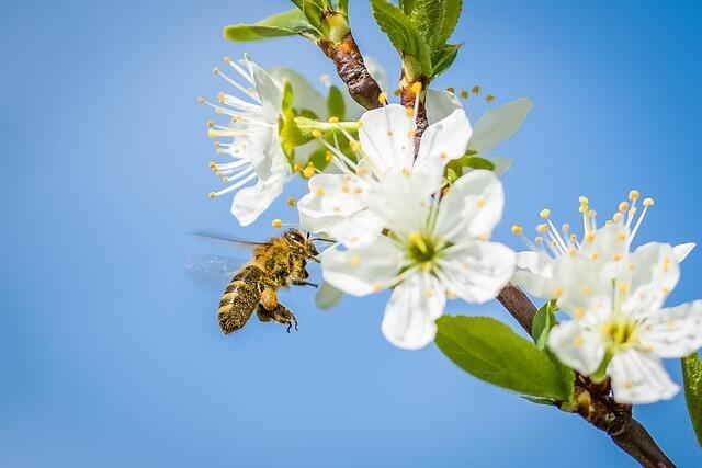 Bie på hvit kirsebærblomst