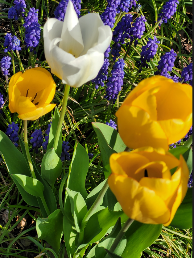 Gule tulipaner og perleblomster mai 2024