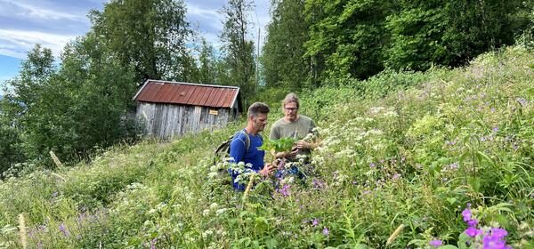 Kartlegging slåttemark_Tine Marie V Hagelin