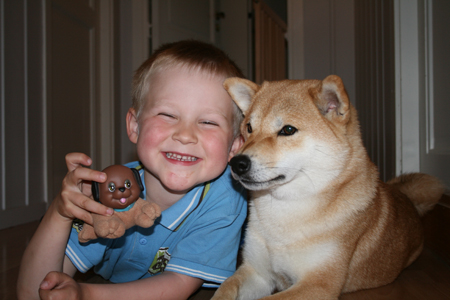 barn og shiba