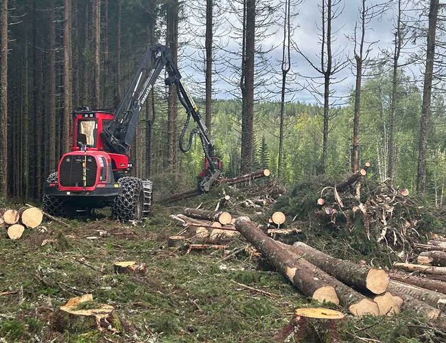 Her hogges det etter ”Rätt Metod”. Foto: Stora Enso