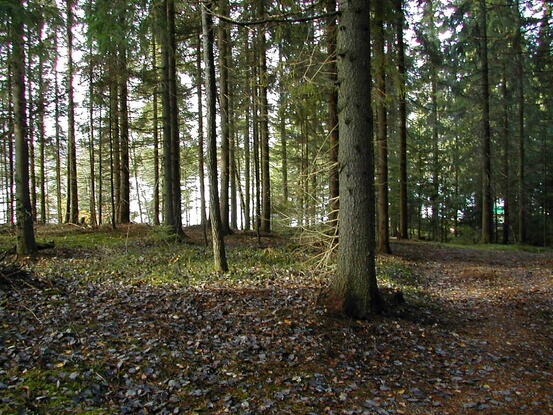 Skog - Åseby