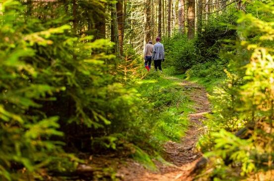 To personer som går tur på en skogssti. Grønne bartrær, og bruk skogsbunn