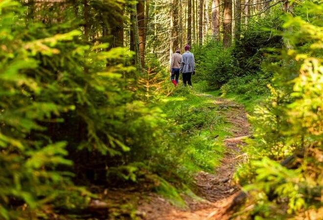 To personer som går tur på en skogssti. Grønne bartrær, og bruk skogsbunn