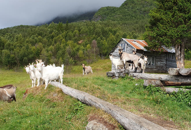 Geitene på Fjellhøgda.