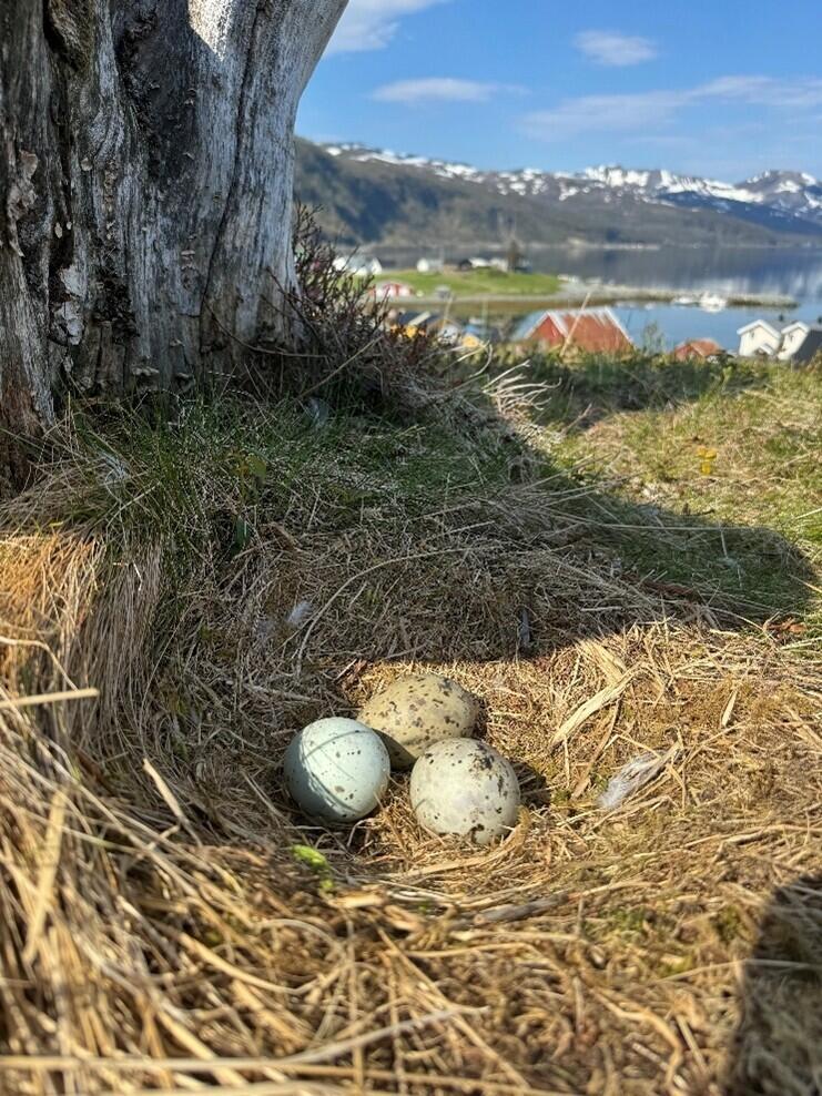 Foto: Mathias Leines Dahle