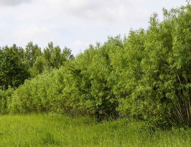 Med et brenselmarked der prisene har steget de siste årene, ønsker Solør Bioenergi å bidra til å vekke liv i salix-næringen og øke interessen for å dyrke energiskog. Foto: Marit Lasson