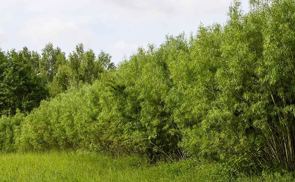 Med et brenselmarked der prisene har steget de siste årene, ønsker Solør Bioenergi å bidra til å vekke liv i salix-næringen og øke interessen for å dyrke energiskog. Foto: Marit Lasson