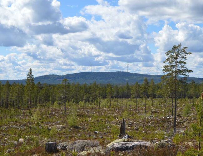 Borveggen i Trysil sett fra Rörbacksnäs. Foto: Eidsiva Hafslund Vind