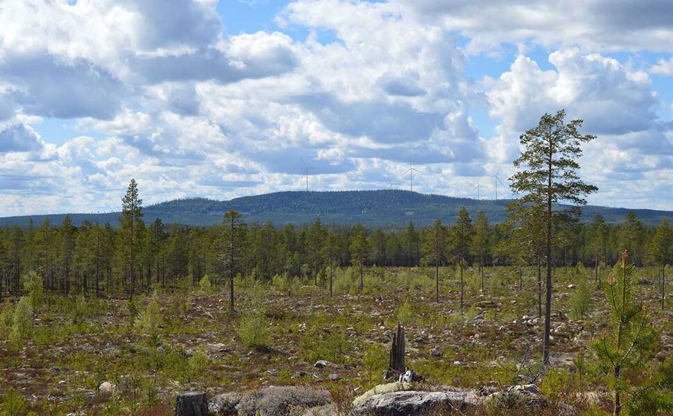 Borveggen i Trysil sett fra Rörbacksnäs. Foto: Eidsiva Hafslund Vind