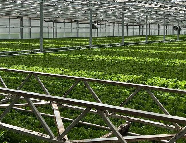 Haskoll Gartneri var den første bedriften i Lier kommune som ble sertifisert som Miljøfyrtårn, og har i mange år jobbet systematisk med miljøforbedringer. Foto. GK Haskoll Gartneri var den første bedriften i Lier kommune som ble sertifisert som Miljøfyrtårn, og har i mange år jobbet systematisk med miljøforbedringer. Foto. GK