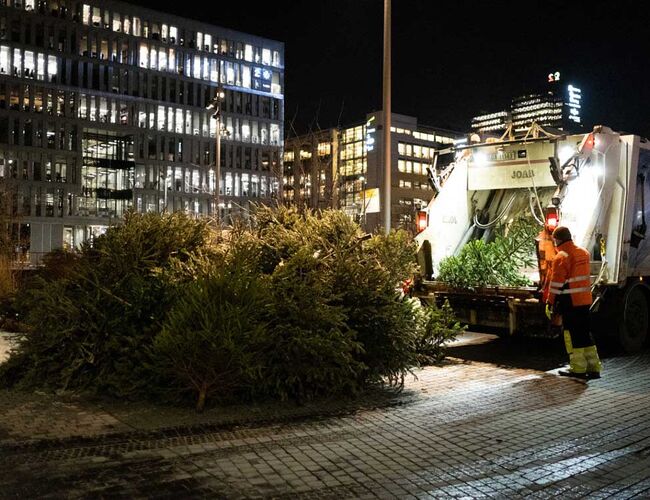 Juletreinnsamling i Oslo. Foto: Oslo kommune