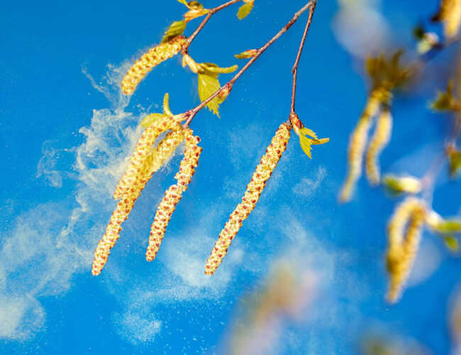 Bjørkepollen er særlig utbredt i Norge. Foto: Kinnan Bjørkepollen er særlig utbredt i Norge. Foto: Kinnan
