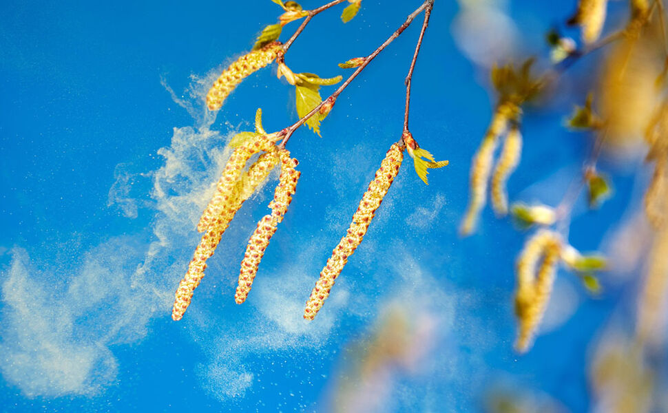 Bjørkepollen er særlig utbredt i Norge. Foto: Kinnan