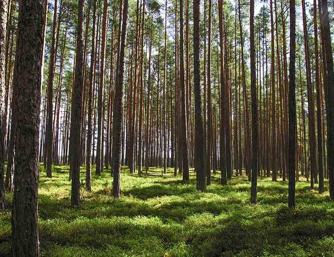 Foto: Solør Bioenergi