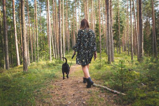 Hund i bånd med eier , på tur i skogen