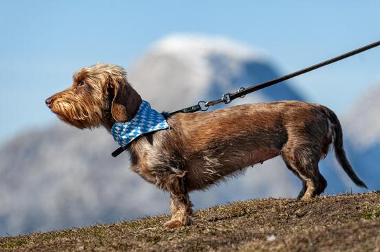 Dachs hund med blått skjerf som står med bånd