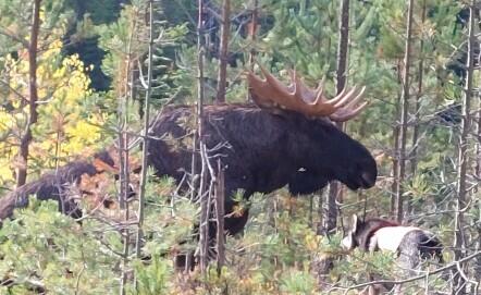 Elg som møter hund i skogen