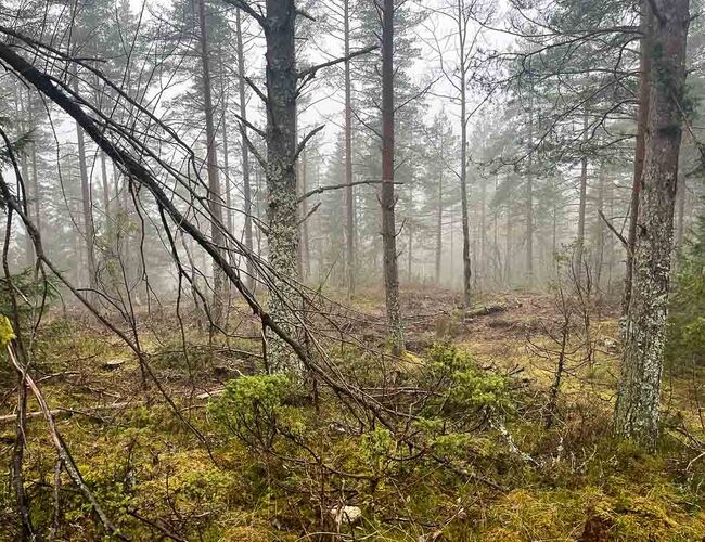 Furuskog i Drammensmarka der det drives skogsbruk. Foto: Nina Holmengen / Miljødirektratet