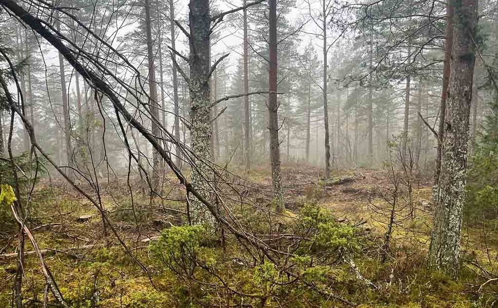 Furuskog i Drammensmarka der det drives skogsbruk. Foto: Nina Holmengen / Miljødirektratet Furuskog i Drammensmarka der det drives skogsbruk. Foto: Nina Holmengen / Miljødirektratet