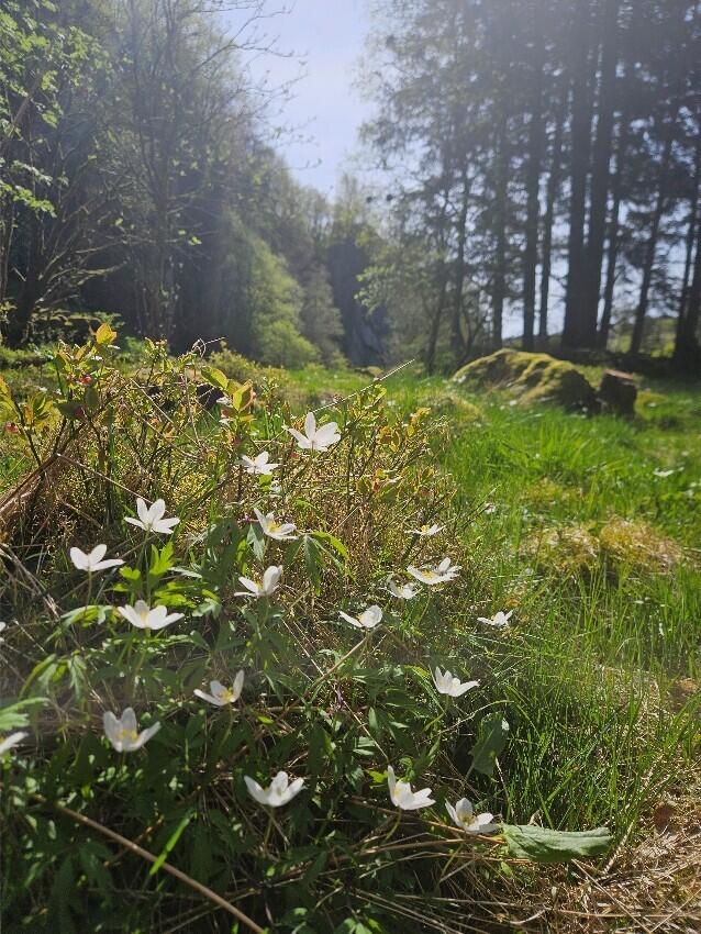 Vårblomst