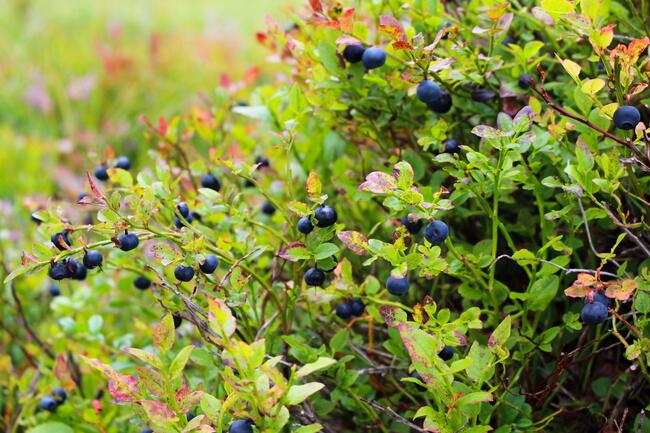 Blåbærplanter