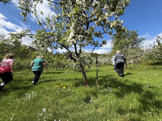 Kjempefint å trene intervaller i eplehagen! Kjempefint å trene intervaller i eplehagen!