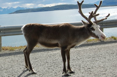 Rein 1_400x266.jpg