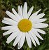Blomst