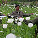 Opiumsvalmuer fra UNODC
