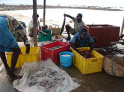 Fiskerne renser fangsten 